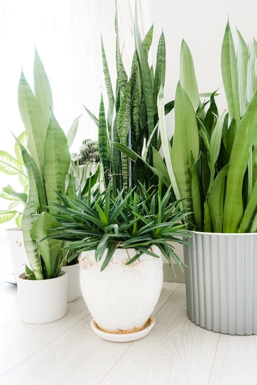 Essential Tips for Keeping Your Houseplants Healthy and Vibrant